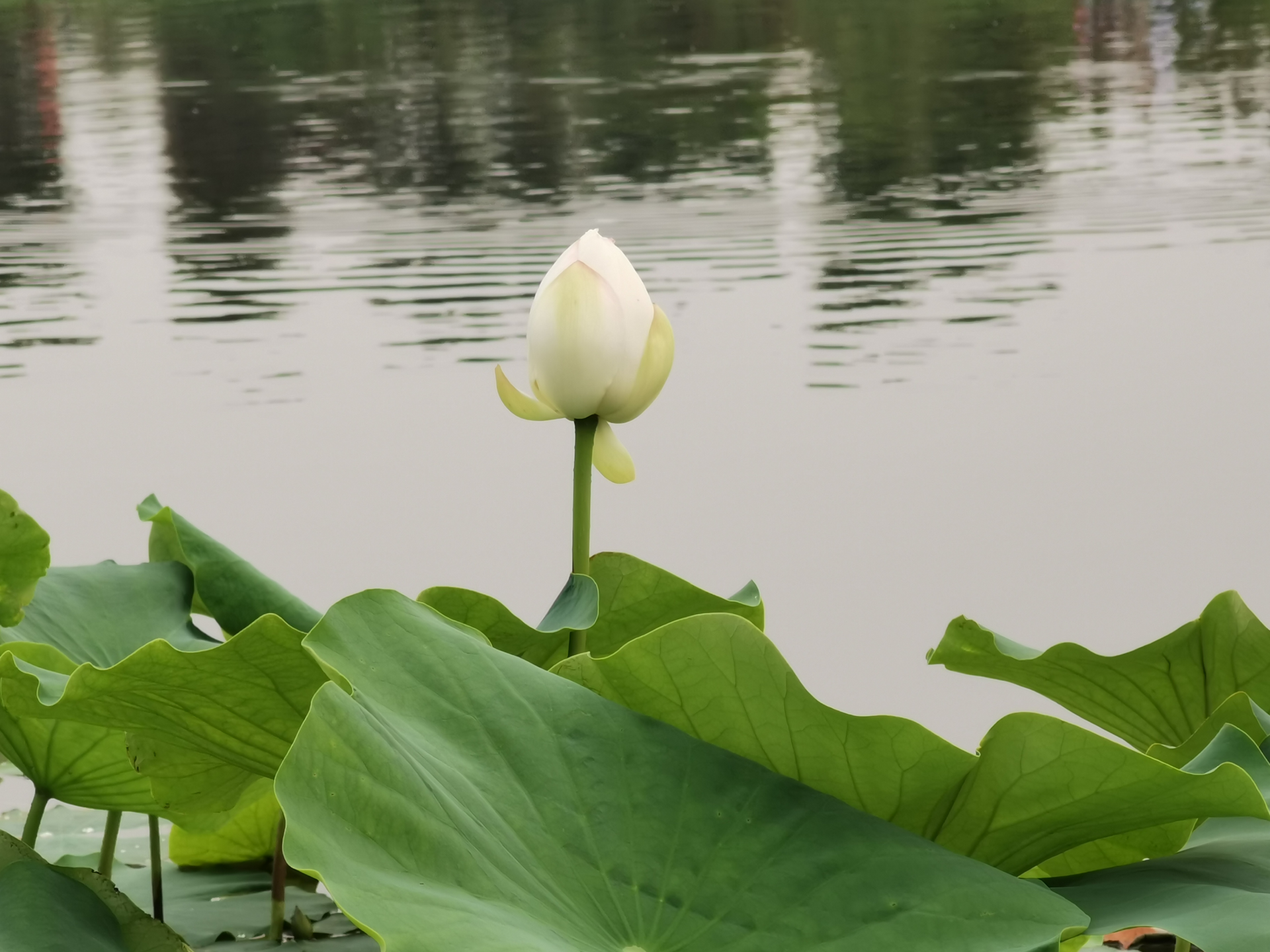 圖片1.png 圖片1.png